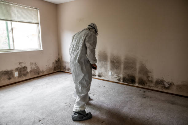 Bishop, TX Mold Inspection, Removal & Remediation Company